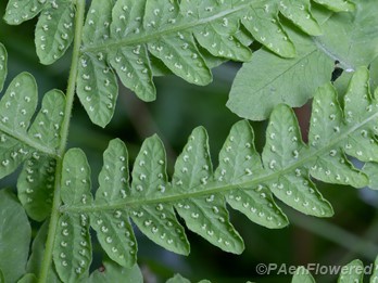 Underside of developing fertile frond with sori